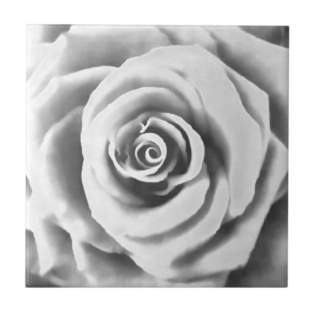 Rosa Branca Grande Artística (Frente)
