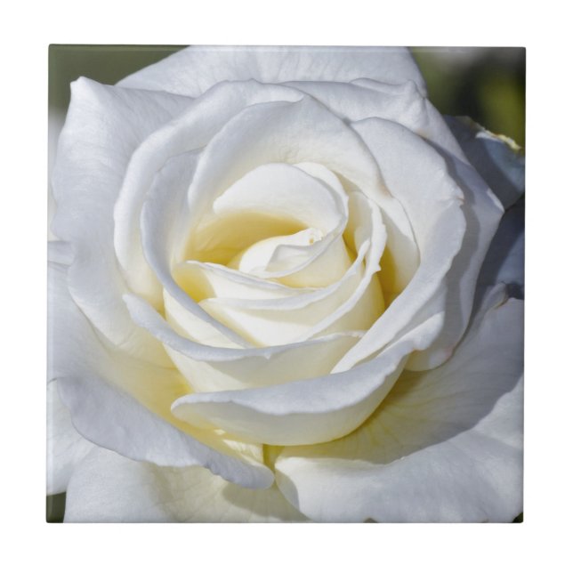Rosa branca única desabrocha (Frente)