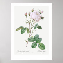 "ROSA BRANCO DE COBERTURA BRANCA" REDOUTÉ POSTER
