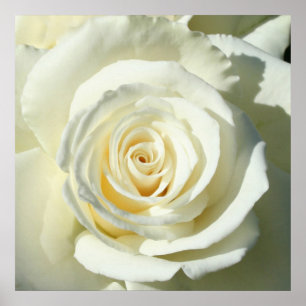 Rosa branco de creme - poster