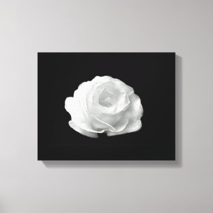 Rosa branco em canvas pretas de Streched do fundo
