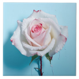 Rosa branco molhado sobre fundo azul turquesa