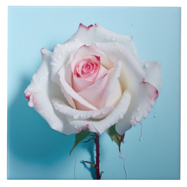 Rosa branco molhado sobre fundo azul turquesa (Frente)