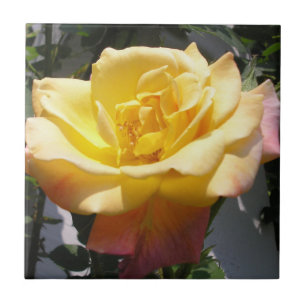 Rosa Casaco do Solteiro Joseph