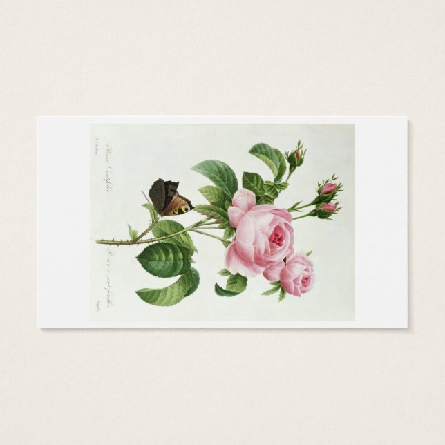 Rosa Centifolia (Verso)