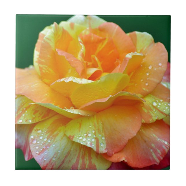 Rosa chá laranja única (Frente)