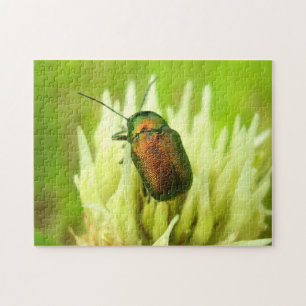 Rosa Chafer Photo Quebra-cabeça com Gift Box
