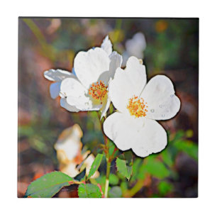 Rosa Cherokee de Geórgia