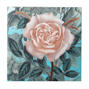 Rosa chique