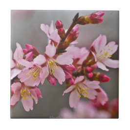 Rosa Contra Uma Cinza Céu Japonês Blossomas De Cer