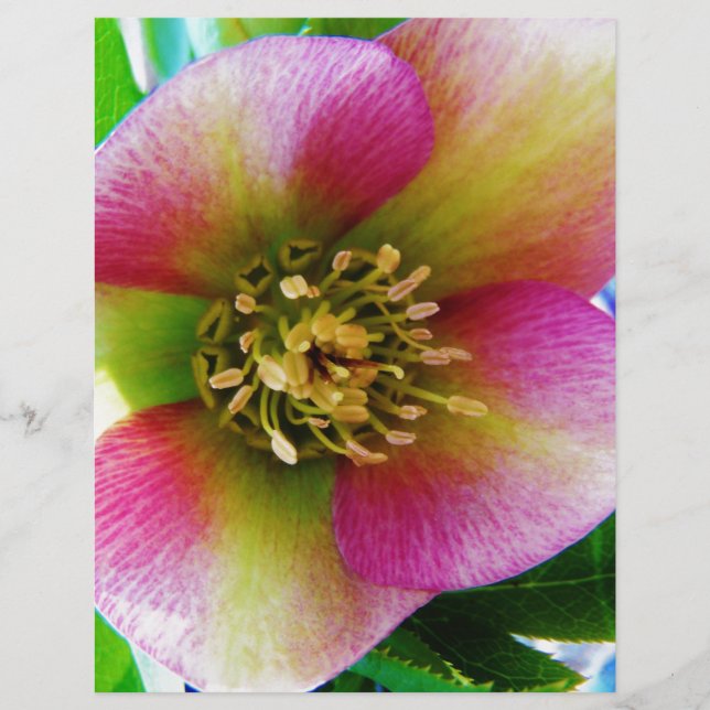 Rosa cor-de-rosa, (Frente)