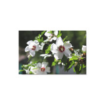 Rosa da Impressão da Tela de Sharon