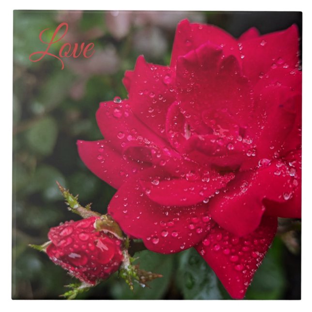 Rosa da manhã (Frente)