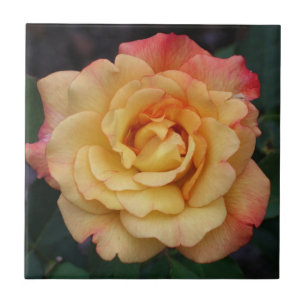 Rosa da Paz Belo Floral, Rosa e Amarelo