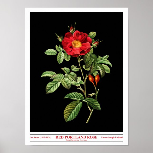 Rosa Damascena Coccinea Black Poster (Frente)