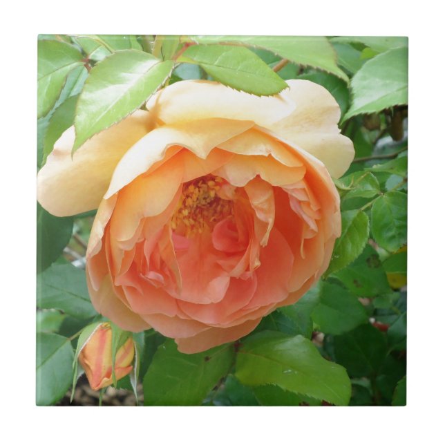 Rosa de Blush Laranja (Frente)