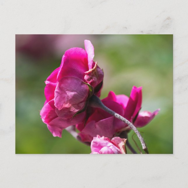 Rosa de Cartão Postal - Graça Magenta (Frente)