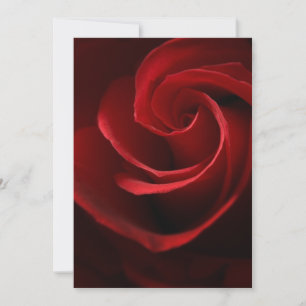 Rosa     DE CONVITE