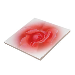 rosa de coral rosa