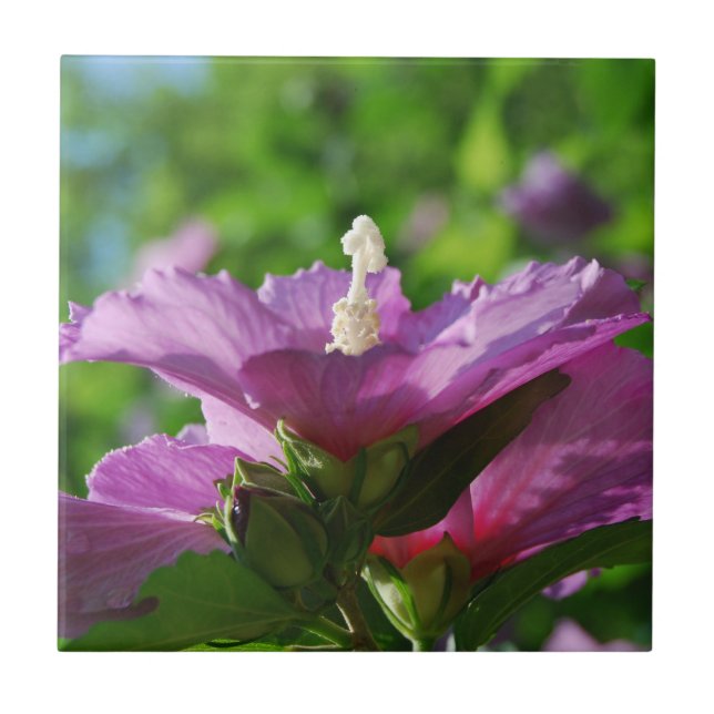 Rosa de flores de Sharon (Frente)