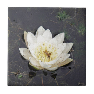 Rosa de lago