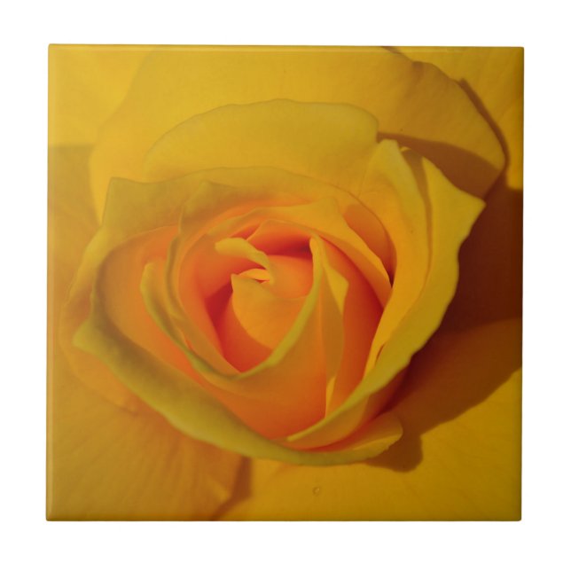 Rosa de laranja amarelo elegante (Frente)