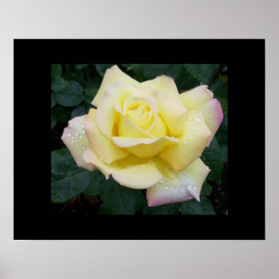 Rosa de paz Poster
