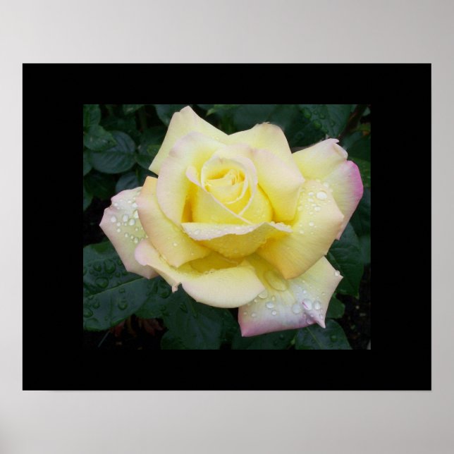 Rosa de paz Poster (Frente)