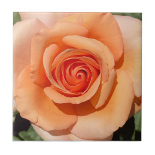 Rosa de Pêssego