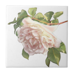 Rosa De Pêssego De Maré
