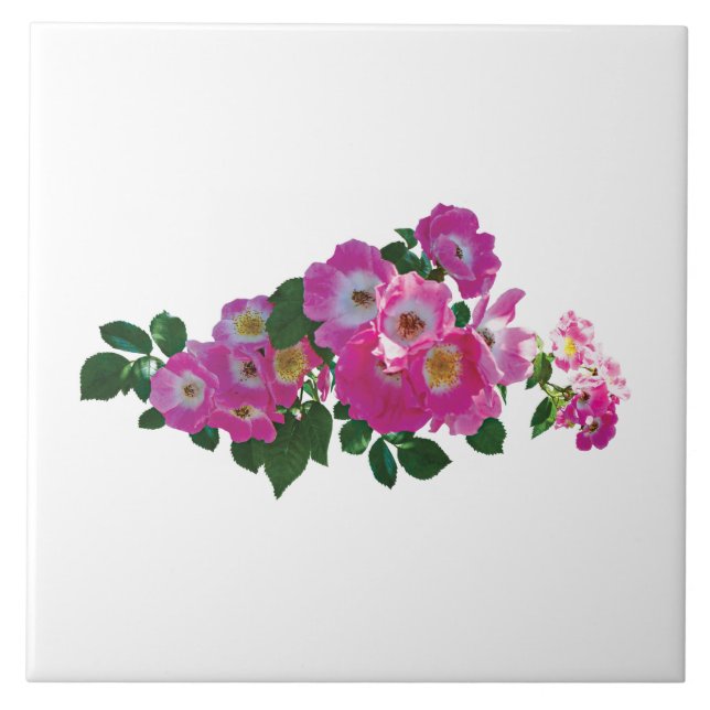 Rosa de Rambler Rosa (Frente)