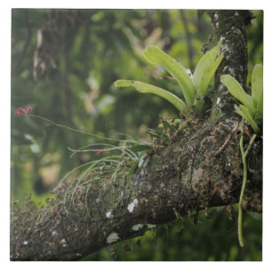 Rosa-de-rosa, Bletia purpurea, florescendo em Mang