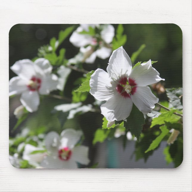 Rosa de Sharon Mouse Pad (Frente)