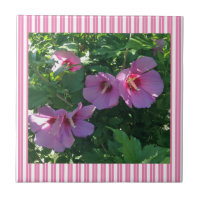 Rosa de Sharon Striped