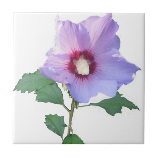 Rosa de Sharron (Frente)