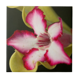 Rosa-do-deserto (Adenium Obesum), África do Sul