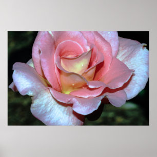 Rosa do rosa no impressão das canvas