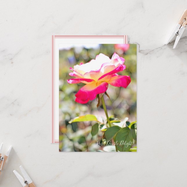 Rosa Double Delight: Flat Card (Frente/Verso In Situ)
