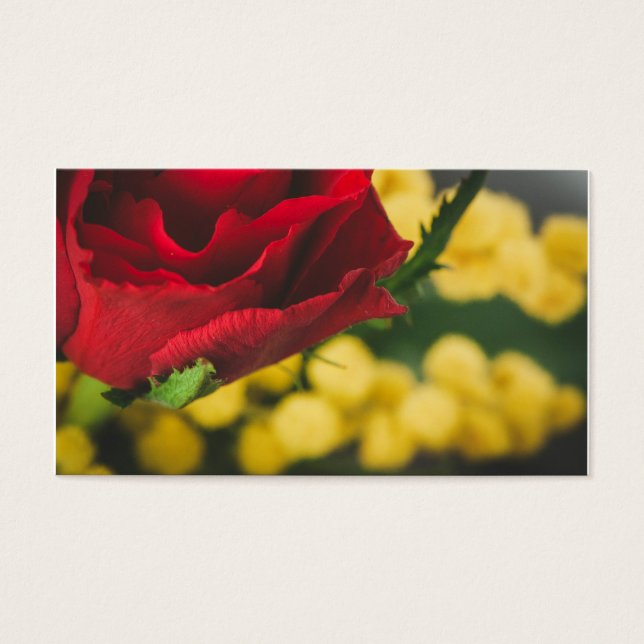 Rosa e mimosas (Frente)