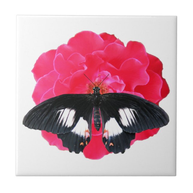 Rosa e Swallowtail (Frente)