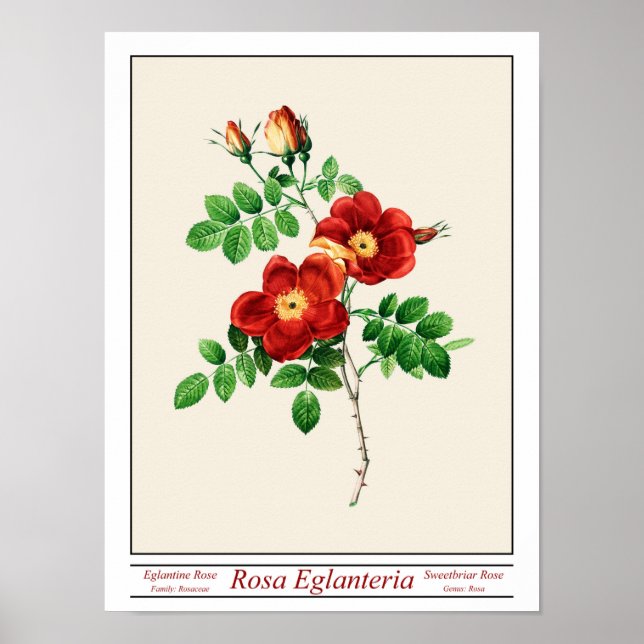 Rosa Eglanteria Beige Poster (Frente)