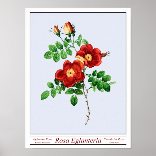 Rosa Eglanteria Blue Poster (Frente)