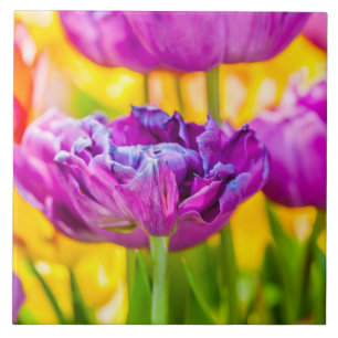 Rosa escuro Enchanting das tulipas