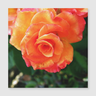 Rosa flor de laranja