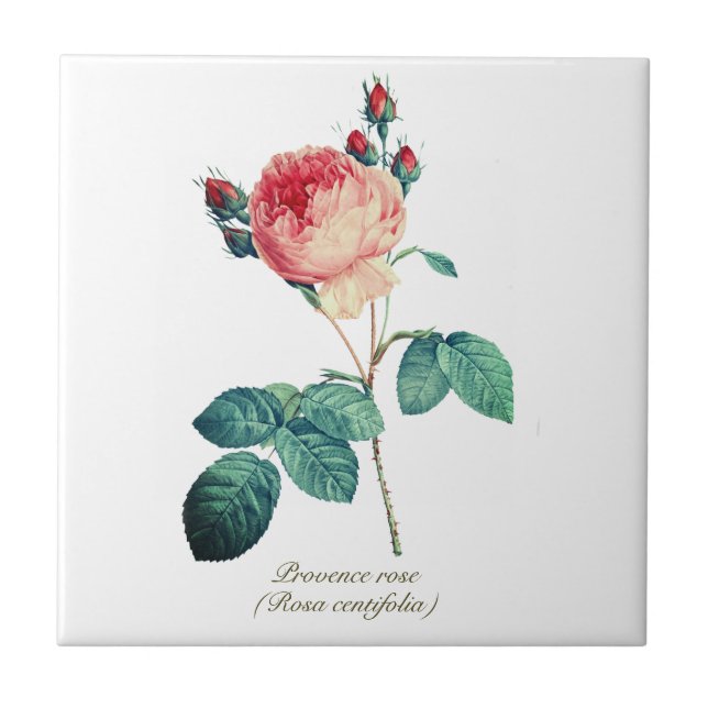 Rosa Floral de Proveniência Botânica Rosa Vintage (Frente)