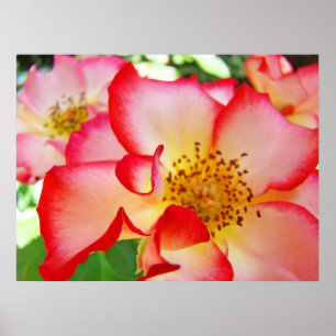 Rosa floresce impressões de arte Rosas brilhantes 