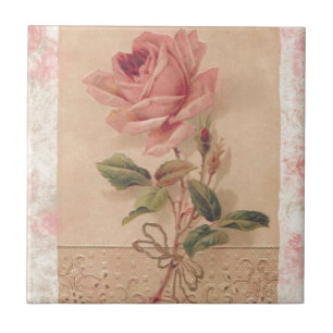 Rosa francês do rosa do Victorian