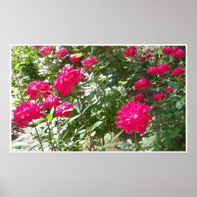 Rosa Fushia por todo o impressão (Frente)