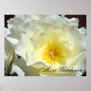 Rosa Gardener Fine Art Impressões presentes White