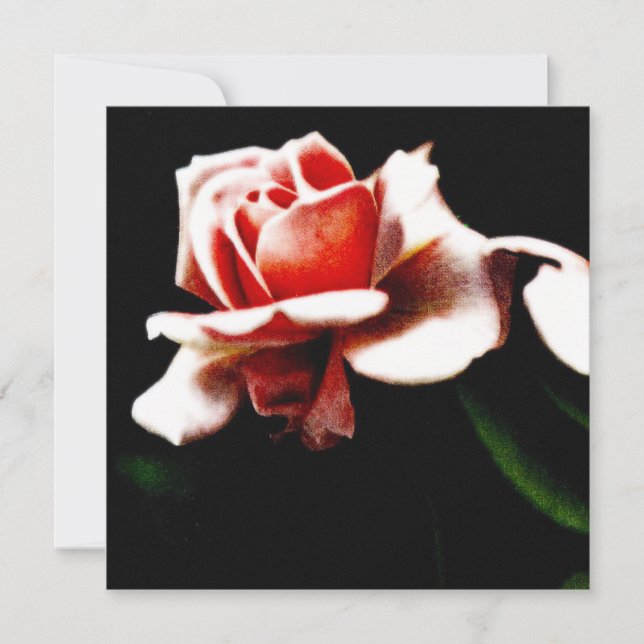 Rosa Híbrida de Chá Vintage Botânica (Frente)